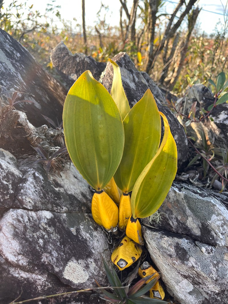Bifrenaria tyrianthina photo 3