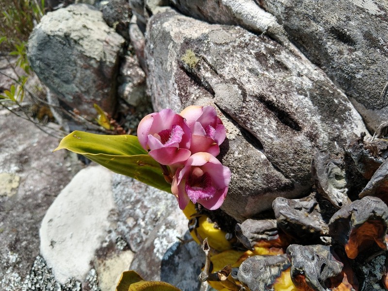 Bifrenaria tyrianthina photo 5
