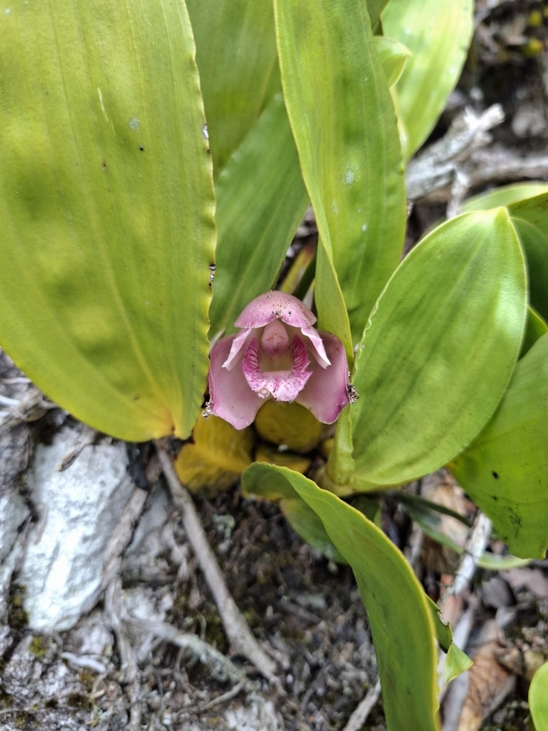 Bifrenaria tyrianthina photo 6