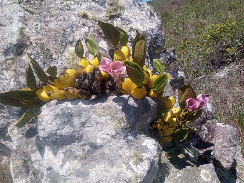 Bifrenaria tyrianthina photo 7