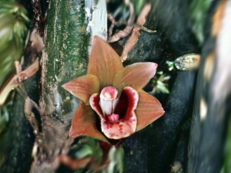 Bifrenaria venezuelana