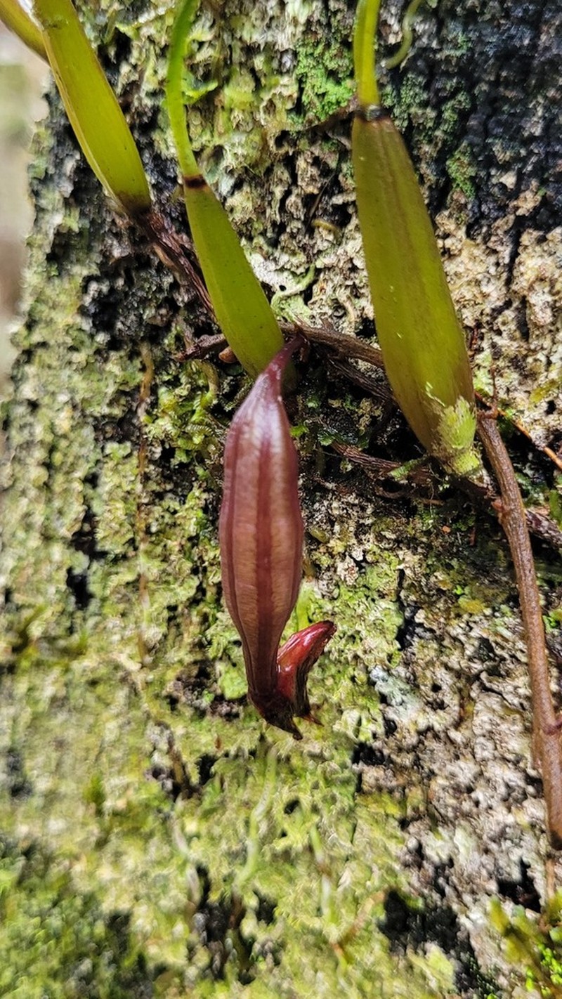 Bifrenaria venezuelana photo 2