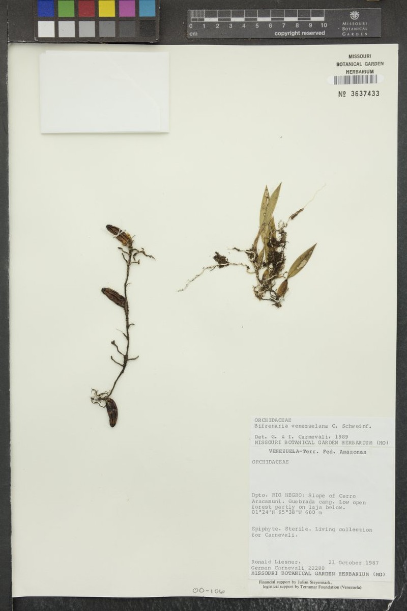 Bifrenaria venezuelana photo 4