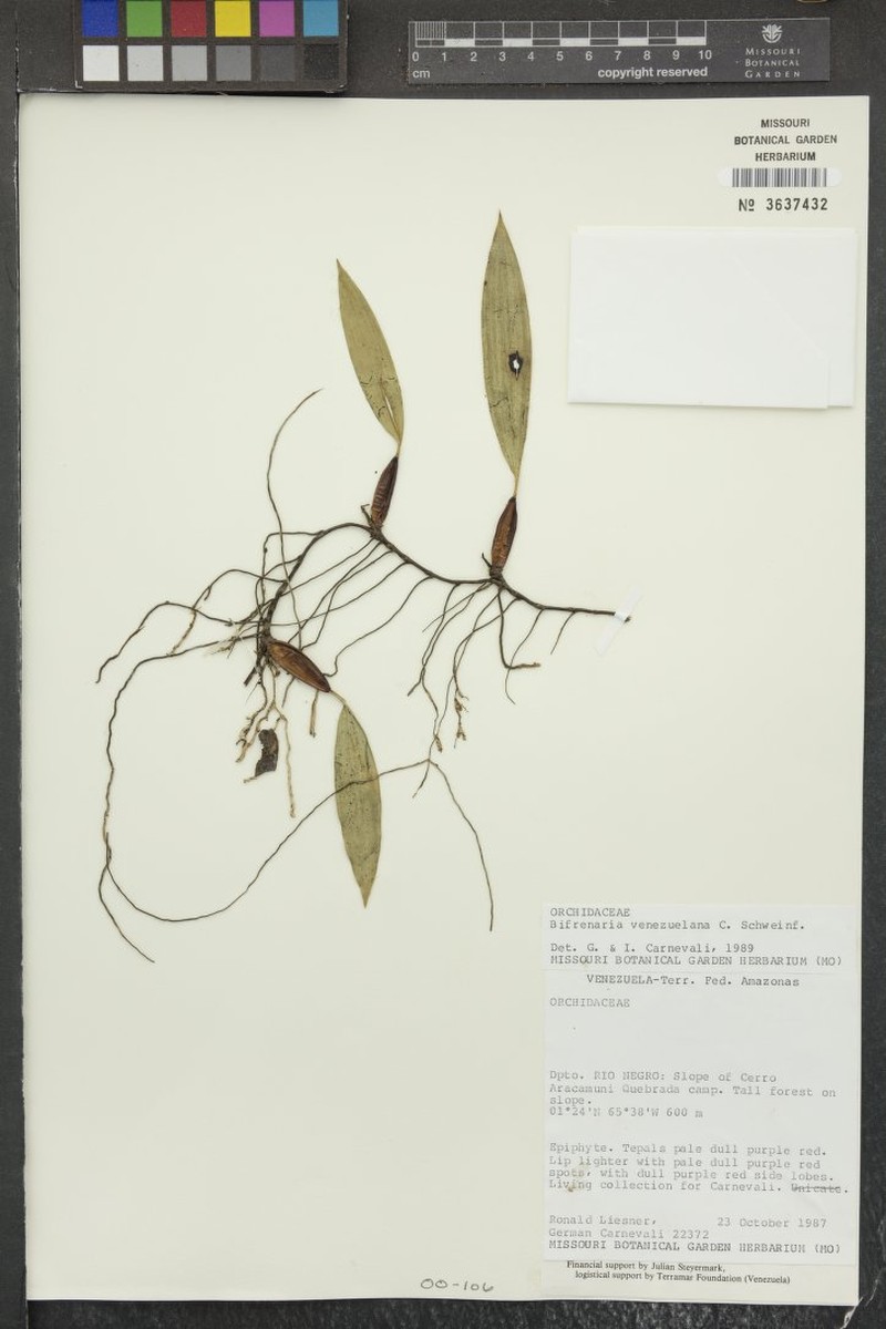 Bifrenaria venezuelana photo 5
