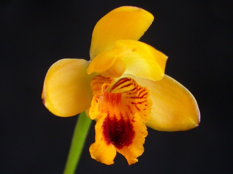 Bifrenaria vitellina