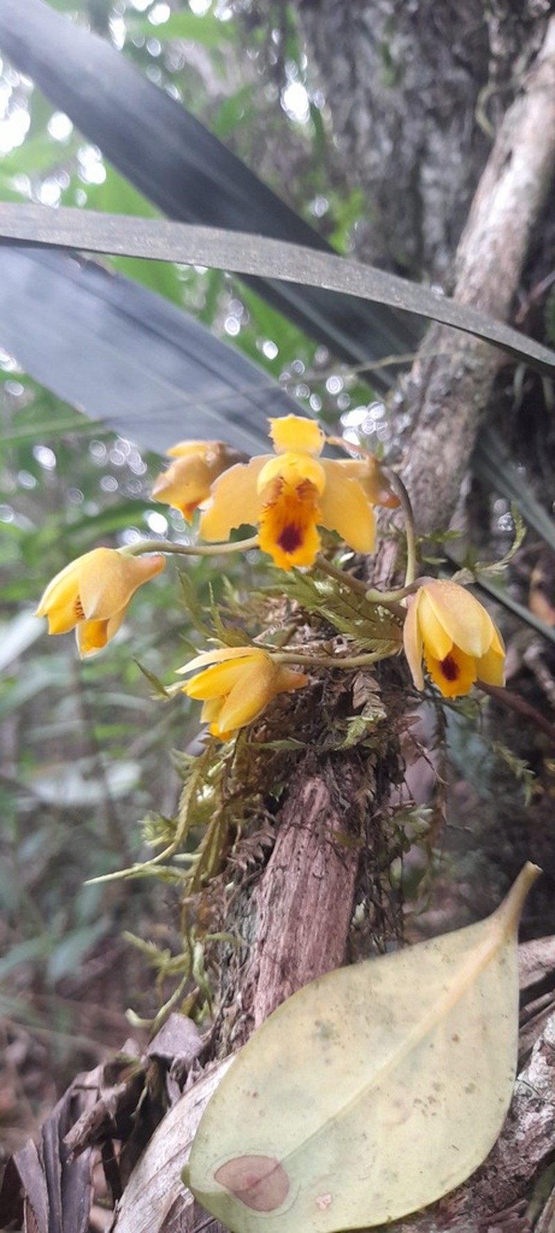 Bifrenaria vitellina photo 2