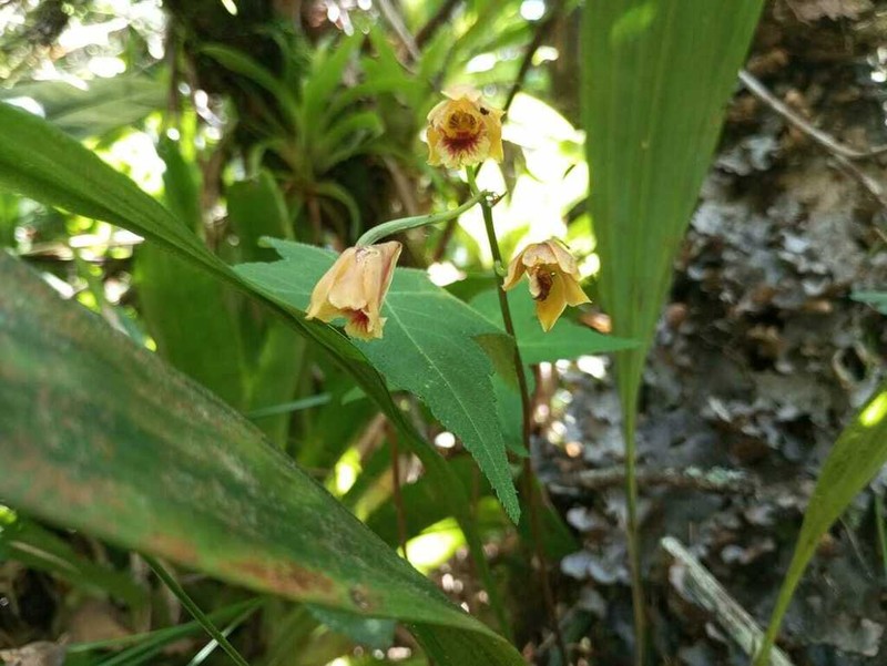 Bifrenaria vitellina photo 3
