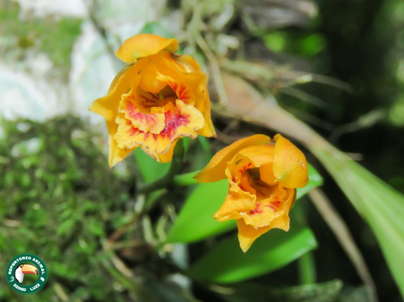 Bifrenaria vitellina photo 5