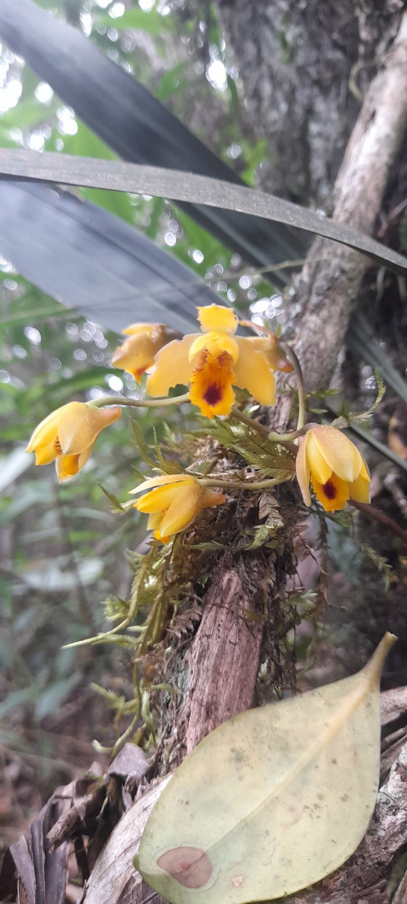 Bifrenaria vitellina photo 6