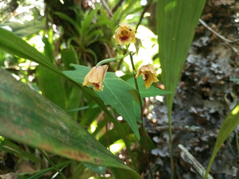 Bifrenaria vitellina photo 7
