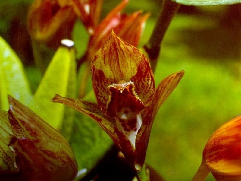 Bifrenaria wittigii