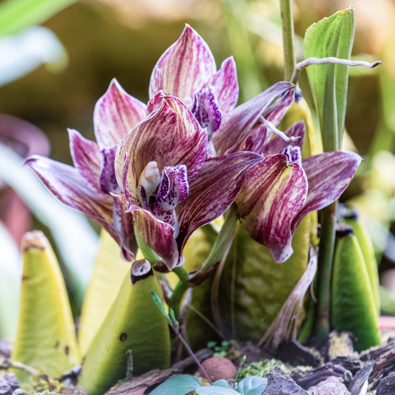 Bifrenaria wittigii photo 2