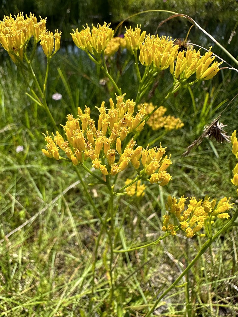 Pineland Rayless Goldenrod