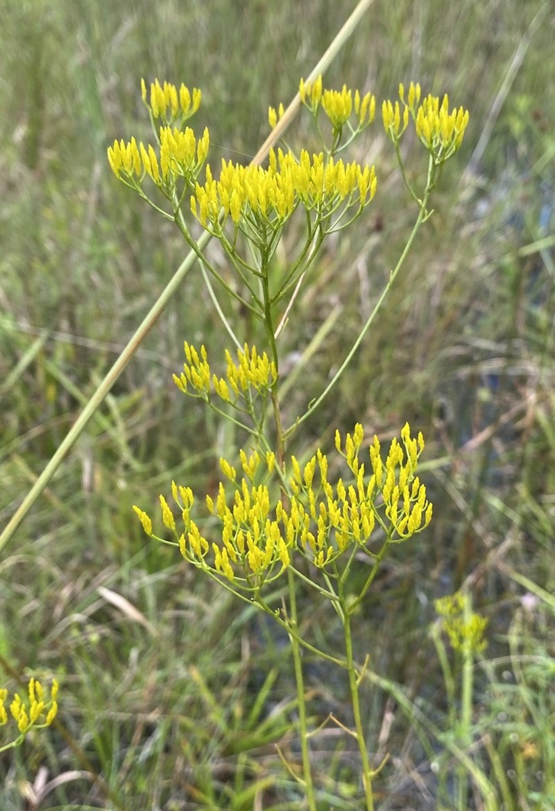 Pineland Rayless Goldenrod