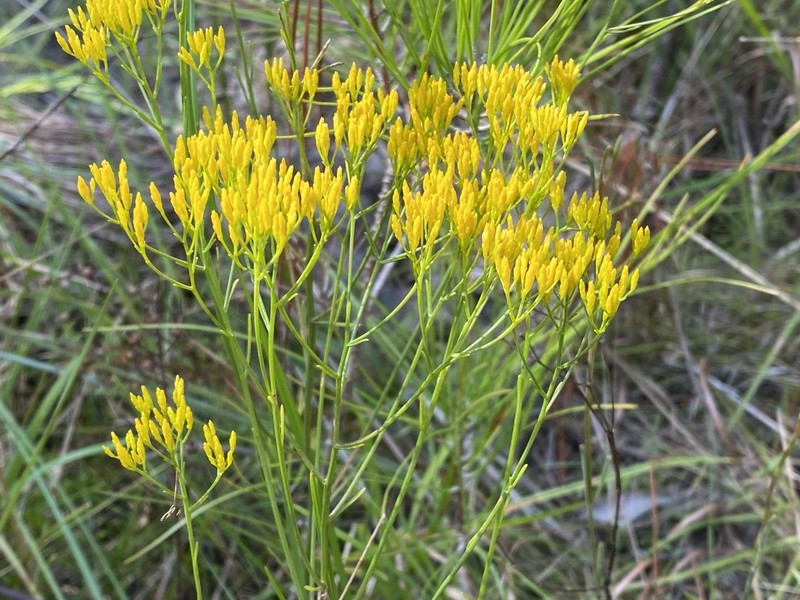 Pineland Rayless Goldenrod photo 2