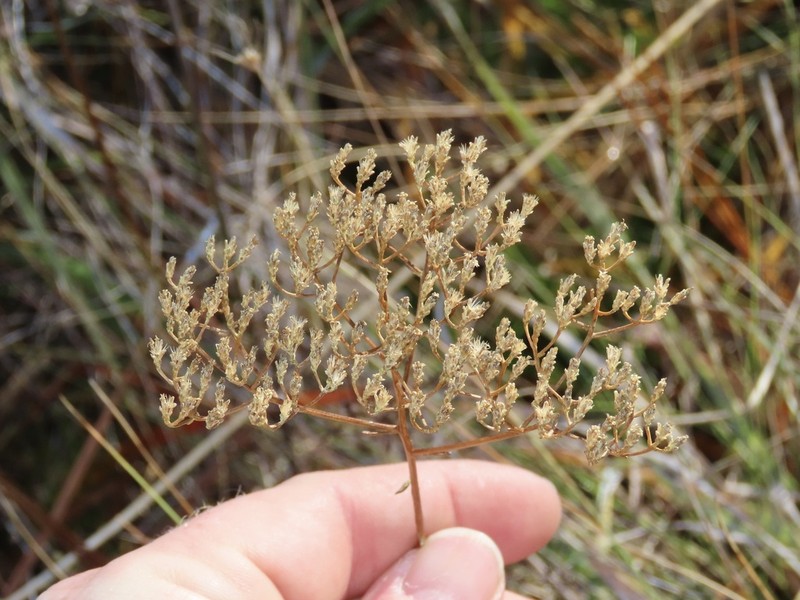 Pineland Rayless Goldenrod photo 3