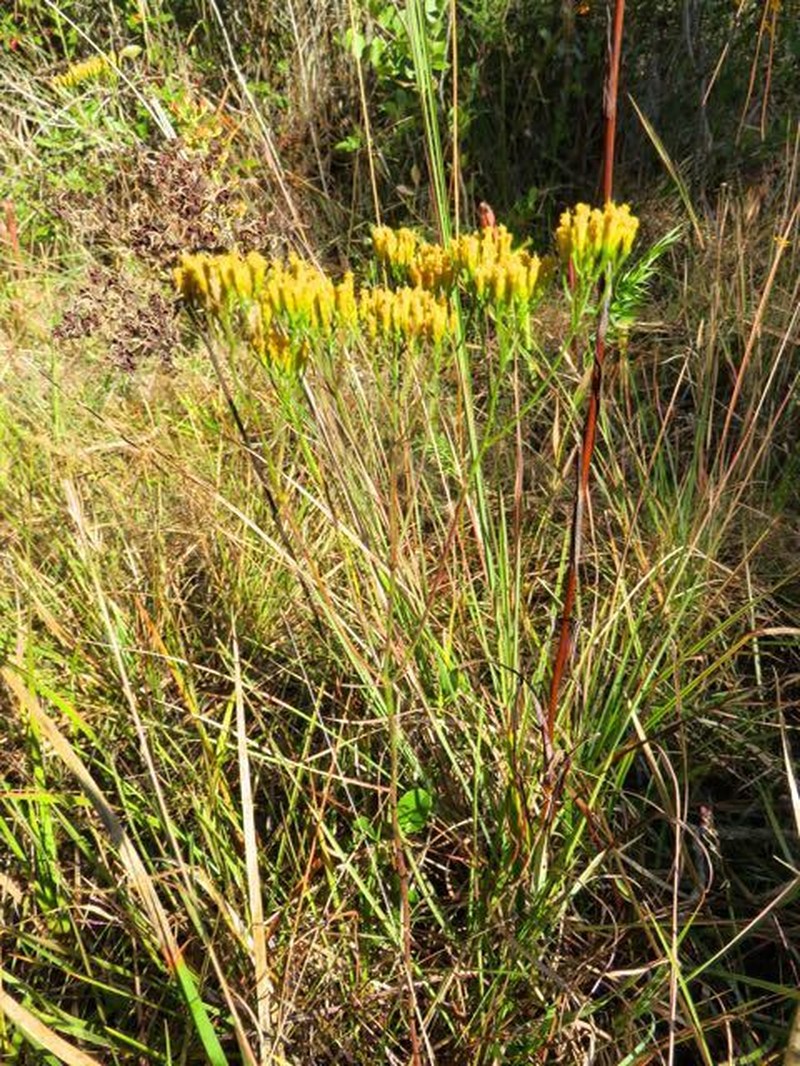 Pineland Rayless Goldenrod photo 4
