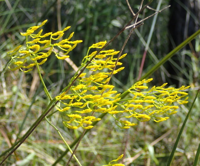 Pineland Rayless Goldenrod photo 5