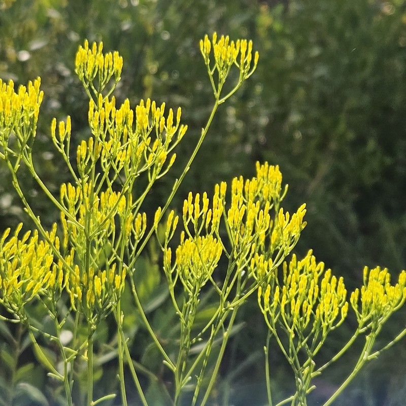 Pineland Rayless Goldenrod photo 6