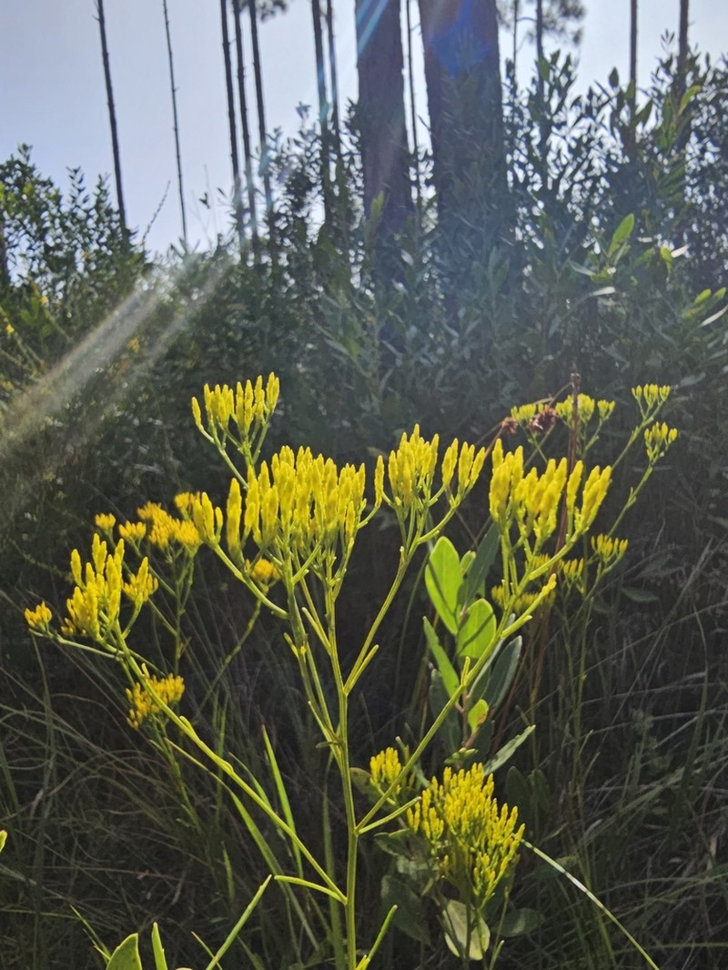 Pineland Rayless Goldenrod photo 7