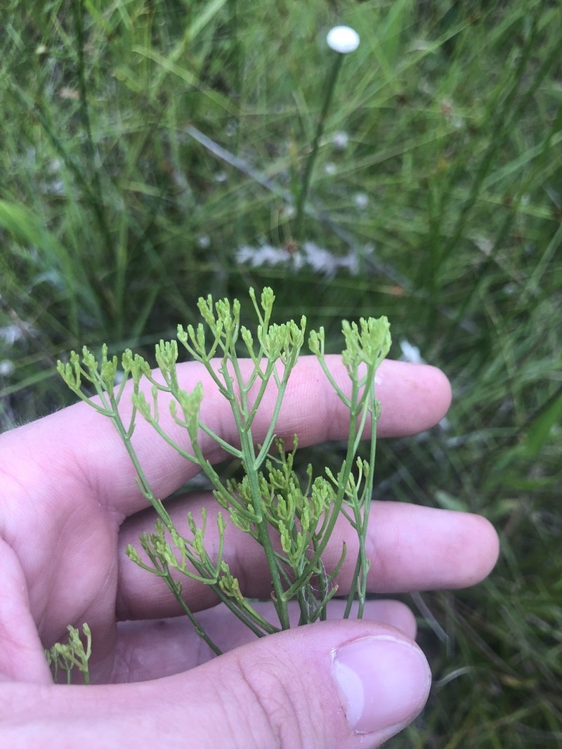 Pineland Rayless Goldenrod photo 8