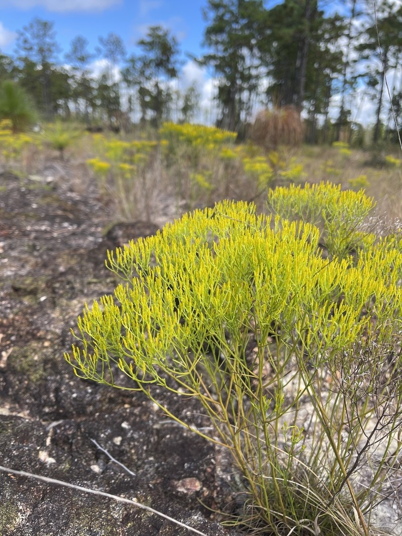Nuttall's Rayless Goldenrod photo 2