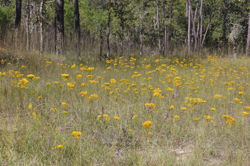 Nuttall's Rayless Goldenrod photo 3