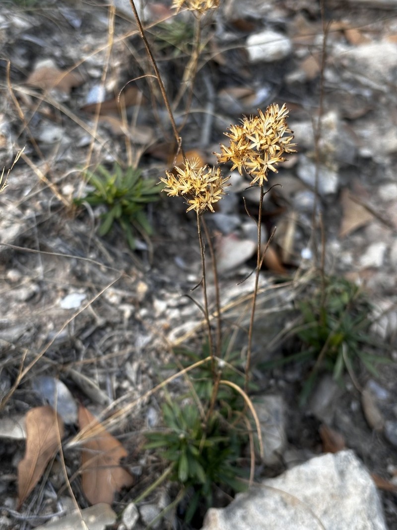 Nuttall's Rayless Goldenrod photo 4