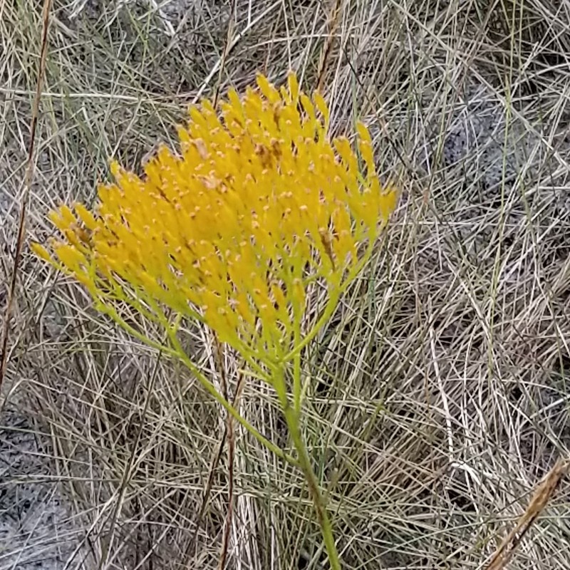 Nuttall's Rayless Goldenrod photo 5