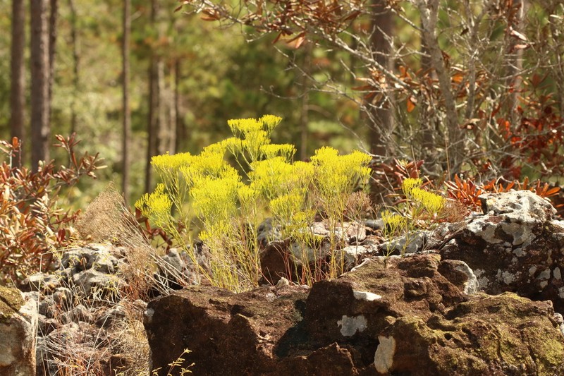 Nuttall's Rayless Goldenrod photo 7