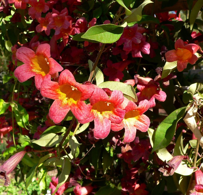 Crossvine photo 2