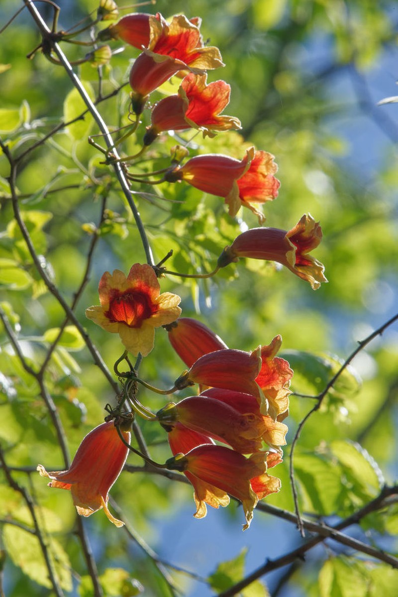 Crossvine photo 3
