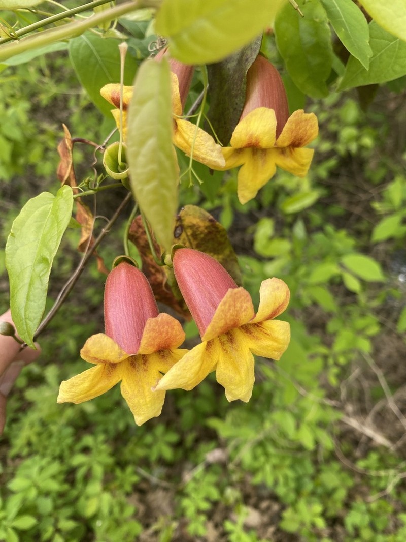Crossvine photo 4