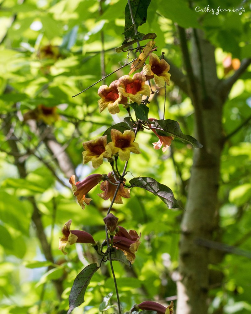 Crossvine photo 5