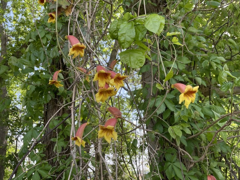 Crossvine photo 6