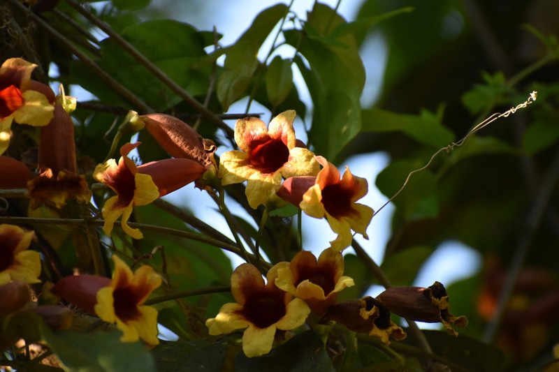 Crossvine photo 7