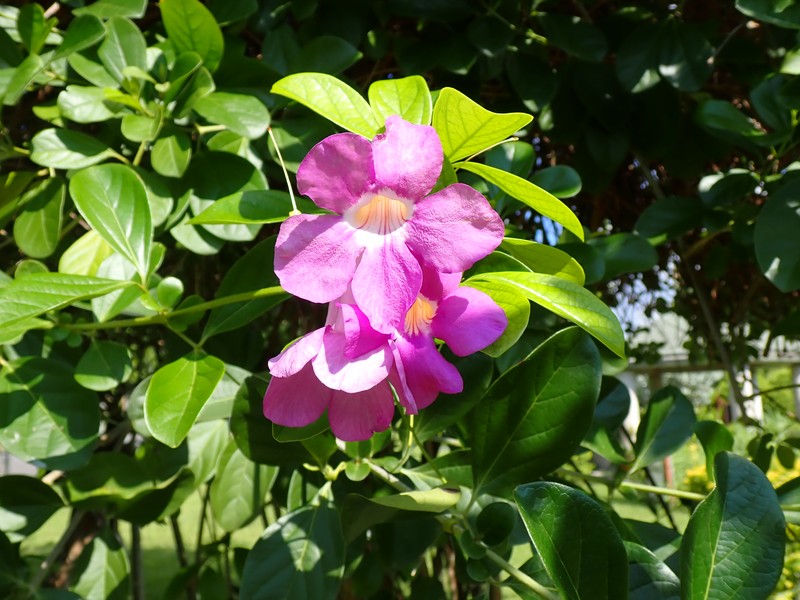 Glowvine photo 8