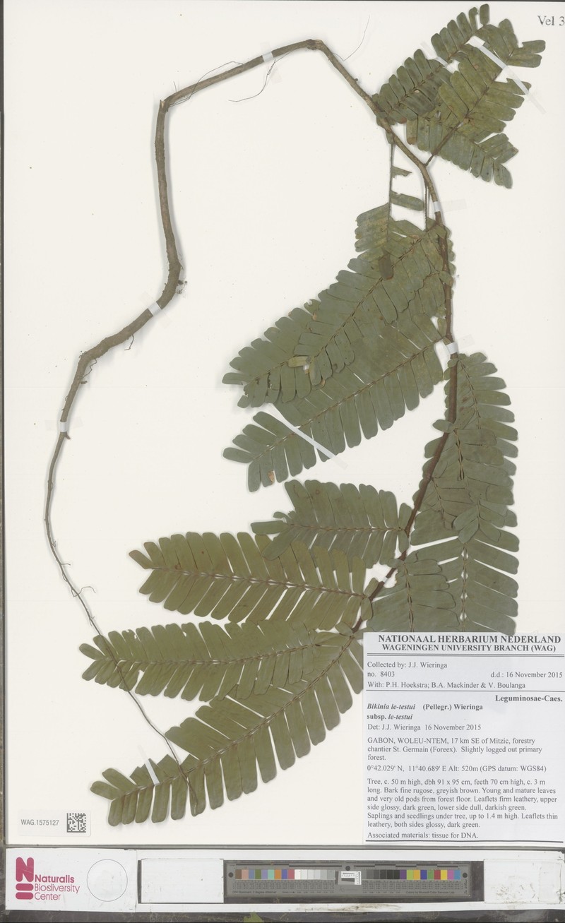 Bikinia letestui subsp. letestui