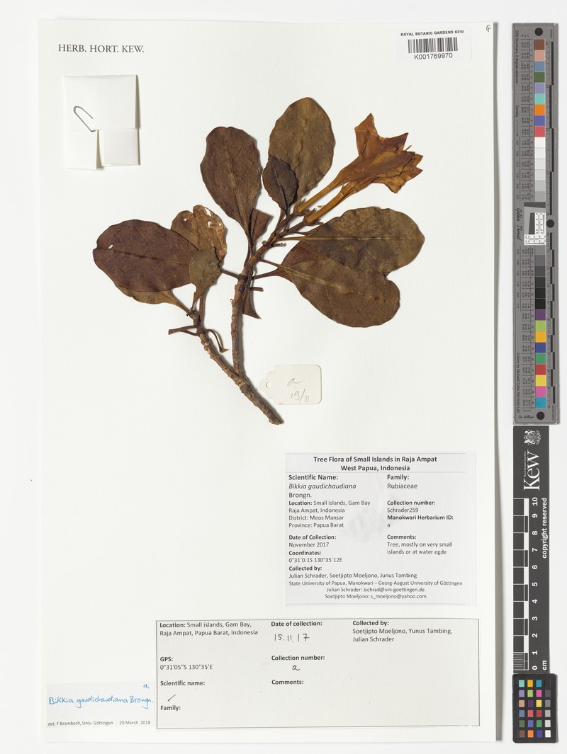 Bikkia gaudichaudiana