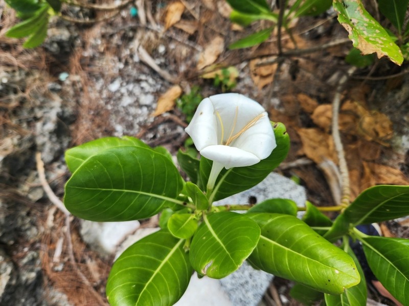 Bikkia pancheri