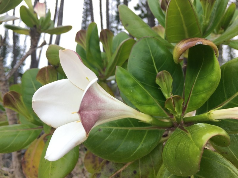 Bikkia pancheri photo 2
