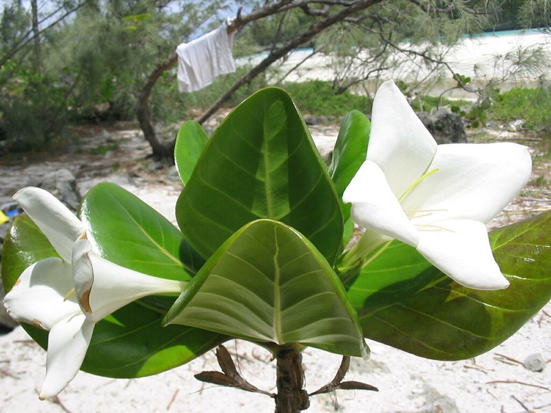 Bikkia pancheri photo 3