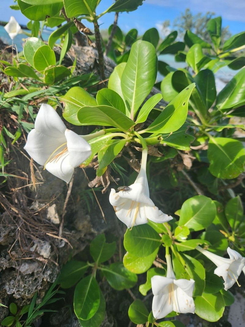 Bikkia pancheri photo 4