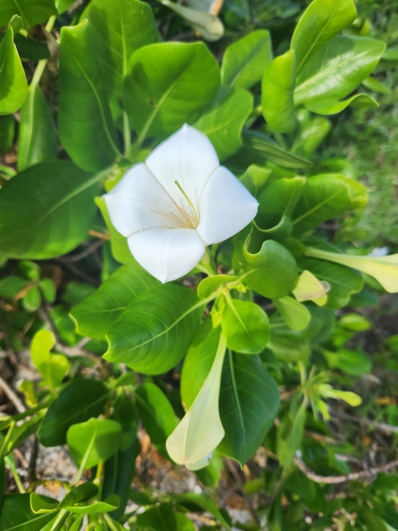 Bikkia pancheri photo 5