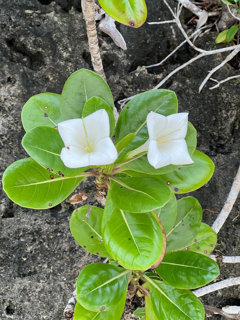 Bikkia pancheri photo 6