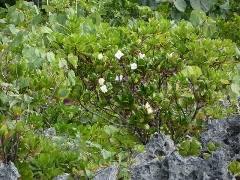 Bikkia pancheri photo 7