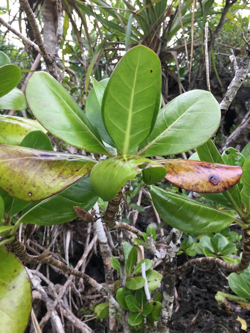 Bikkia pancheri photo 8