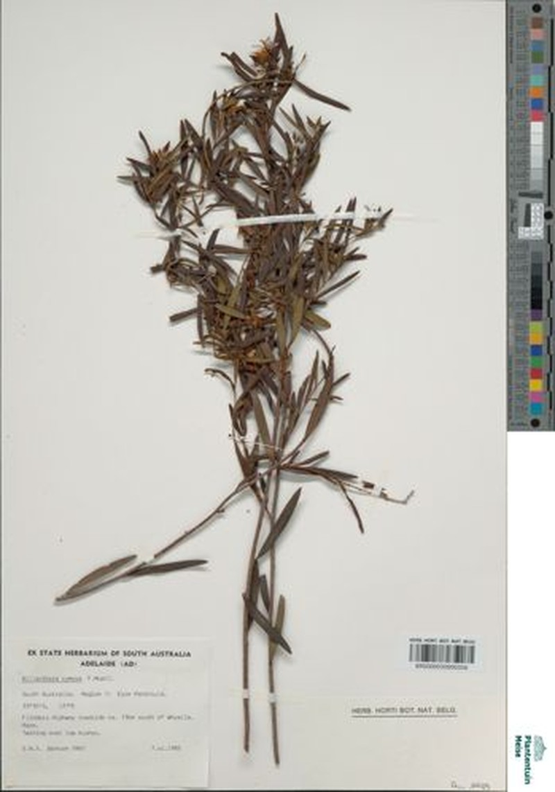 Billardiera cymosa subsp. cymosa photo 2