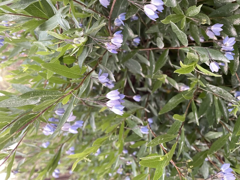 Bluebell Creeper photo 6