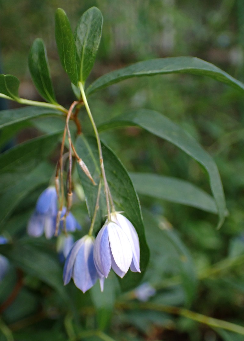 Bluebell Creeper photo 7